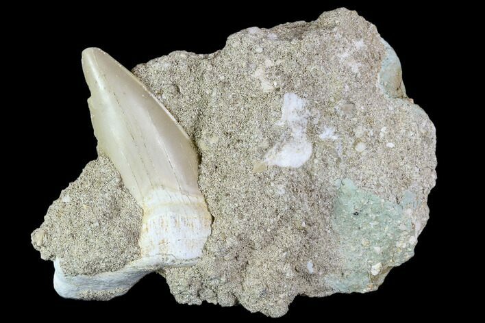 Otodus Shark Tooth Fossil in Rock - Eocene #111053